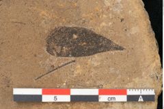 Foto (Detailansicht) von Plantae indet.  (NHMW-GEO-2024-0188-11416)